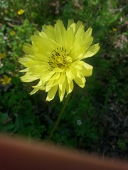 Pyrrhopappus pauciflorus