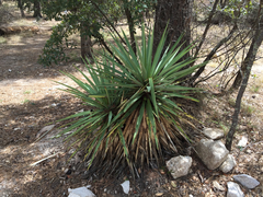 Yucca schottii
