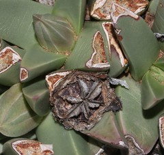 Machairophyllum bijliae