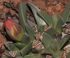 Machairophyllum bijliae