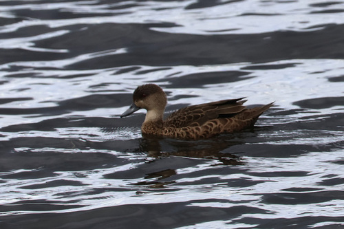 Chestnut Teal