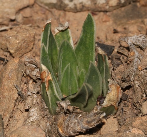 Image of Haworthia zantneriana by (c) Brian du Preez, some rights reserved (CC BY-SA)