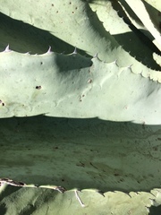 Agave durangensis