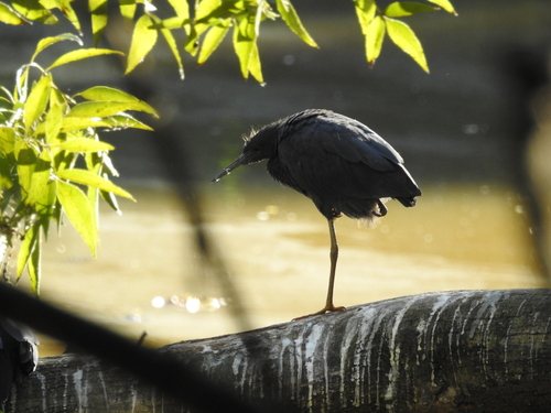 iNaturalist image