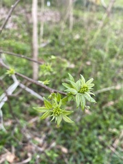 Ptelea trifoliata mollis