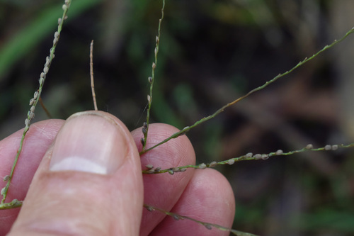 Digitaria violascens iNat (3)