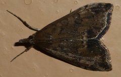 Lepidoptera