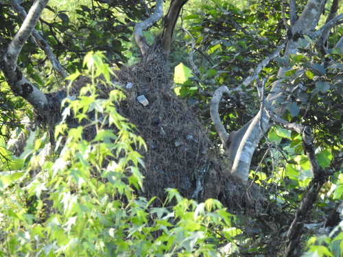 Hamerkop