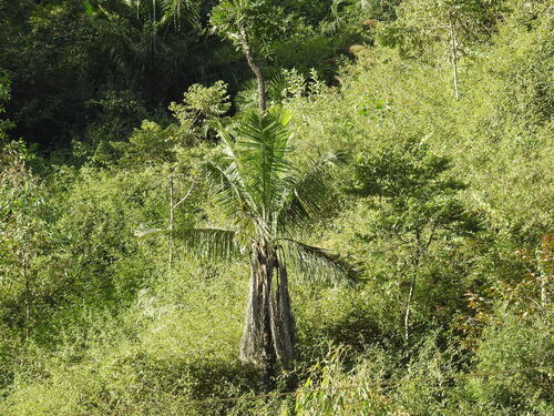 Ravenea madagascariensis