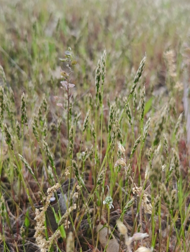 early hair grass