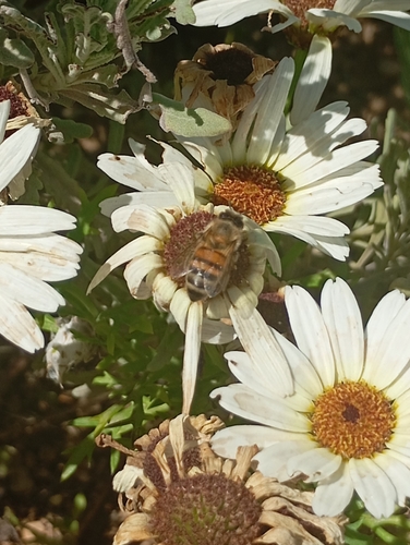 Western Honey Bee