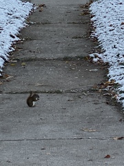 Tamiasciurus hudsonicus
