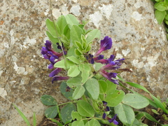 Vicia narbonensis
