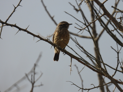 European Stonechat