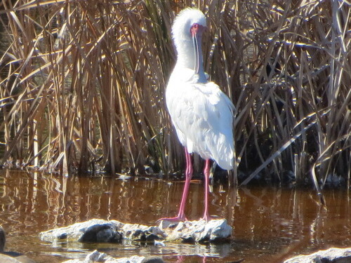 iNaturalist: (c) joellebethany, some rights reserved (CC BY-NC) iNaturalist image