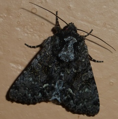 Lepidoptera