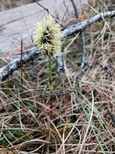 tussock cottongrass