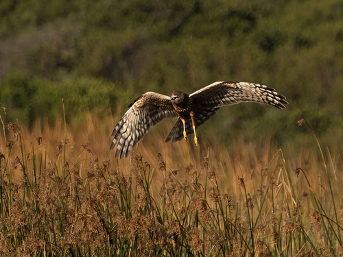 iNaturalist image