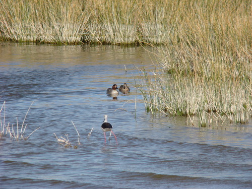 Green-winged Teal