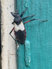 Microtomus purcis