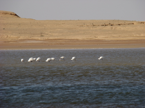 Eurasian Spoonbill