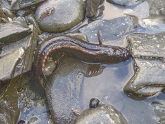 Acanthoclinus marilynae