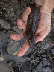 Acanthoclinus marilynae