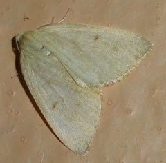 Lepidoptera