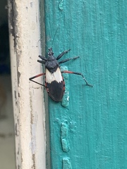 Microtomus purcis