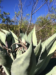 Agave durangensis