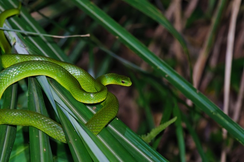Chinese Green Snake