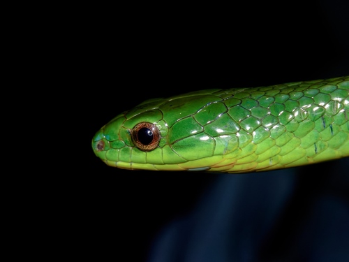 Chinese Green Snake