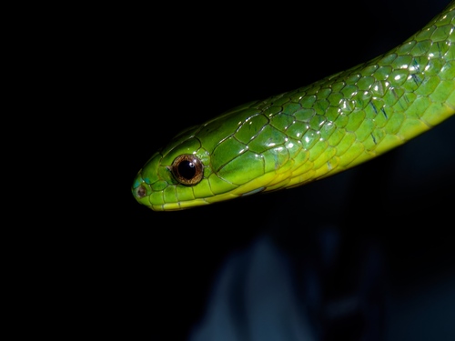 Chinese Green Snake