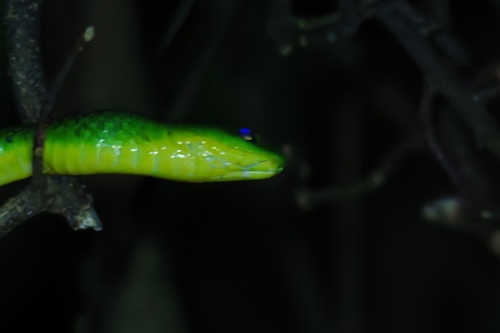 Chinese Green Snake