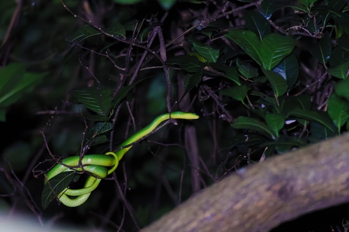 Chinese Green Snake