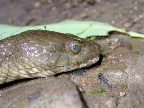 Mountain Water Snake