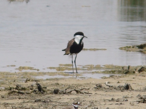 Spur-winged Lapwing
