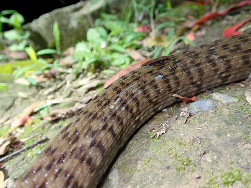 Mountain Water Snake