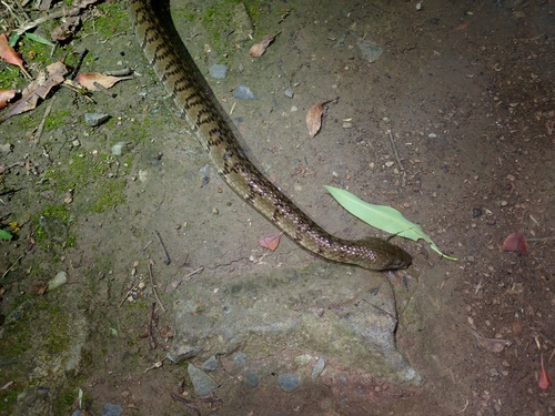Mountain Water Snake