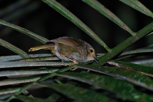Dusky Fulvetta (Schoeniparus brunneus), photo 6