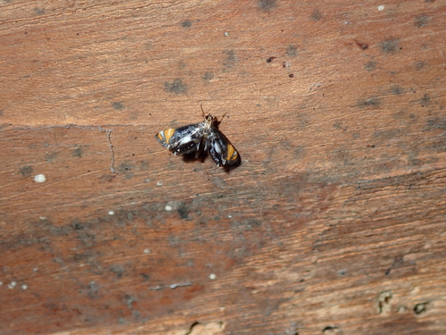 Nymphicula manilensis