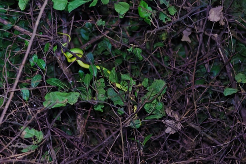 Chinese Green Snake