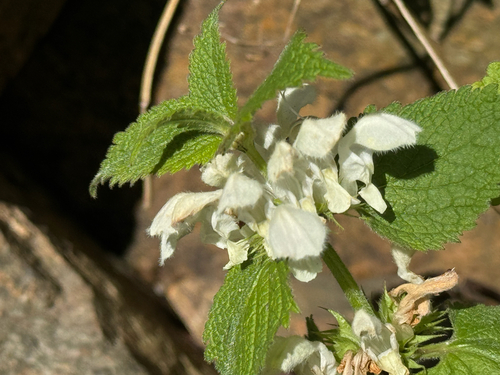White deadnettle