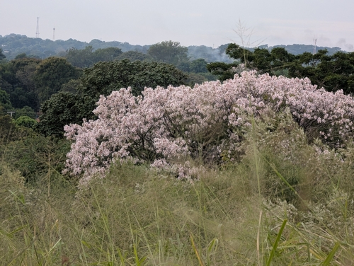 Ceiba pubiflora, photograph 2
