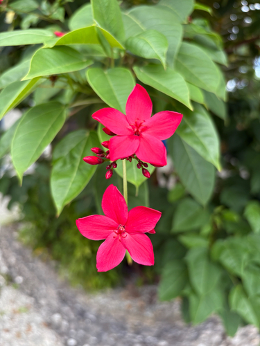 Jatropha integerrima 'Compacta'