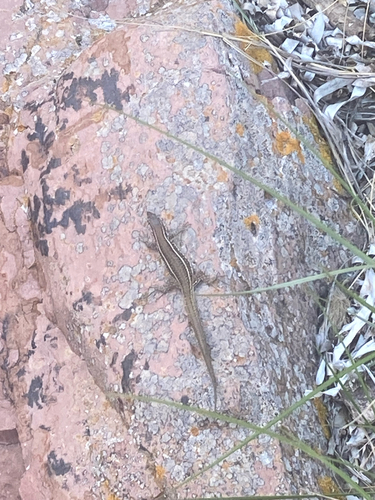 Tyrrhenian Wall Lizard