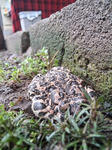 Green Toad