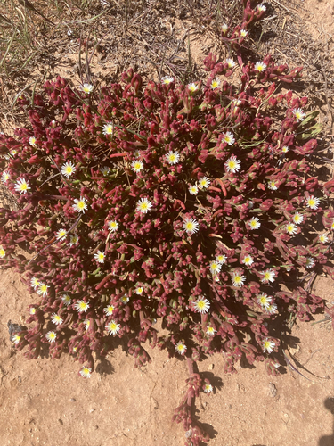 Slender Iceplant