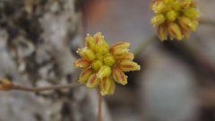 Eriogonum reniforme