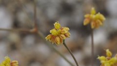 Eriogonum reniforme